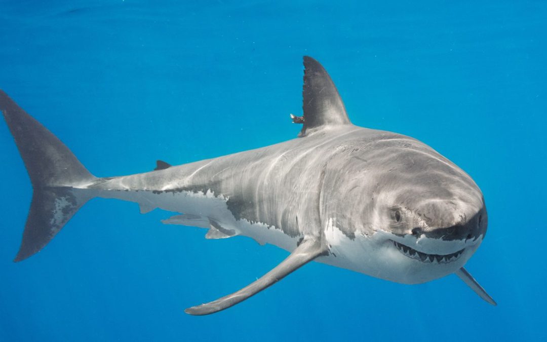 Creature Feature: Great White Sharks