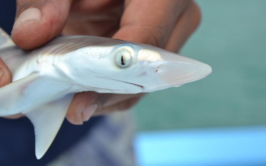 Shark Tagging in Costa Rica