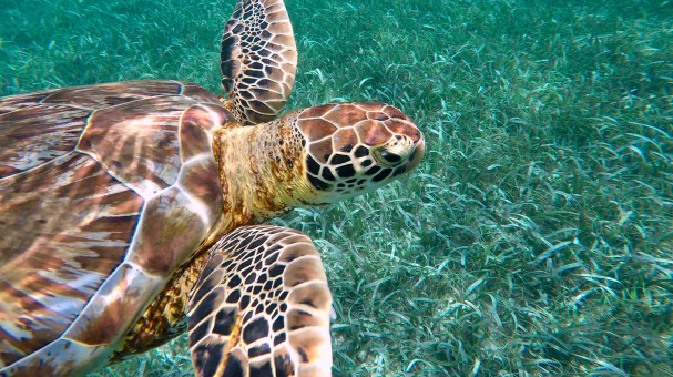 Belize - green turtle copy