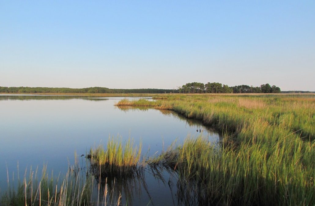 Get Involved with National Estuaries Week