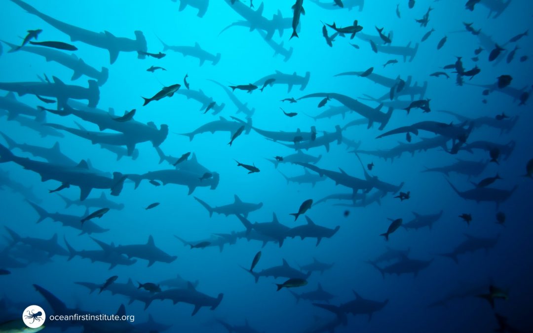 Ocean First Institute and Misión Tiburón Receive Disney Conservation Grant for Shark Research in Costa Rica