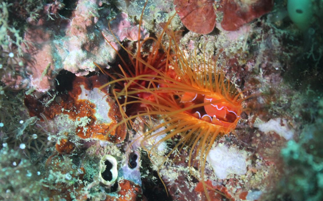 Creature Feature: Disco Clams