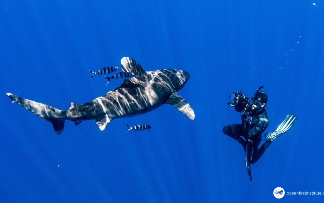 Creature Feature: Oceanic Whitetip Shark