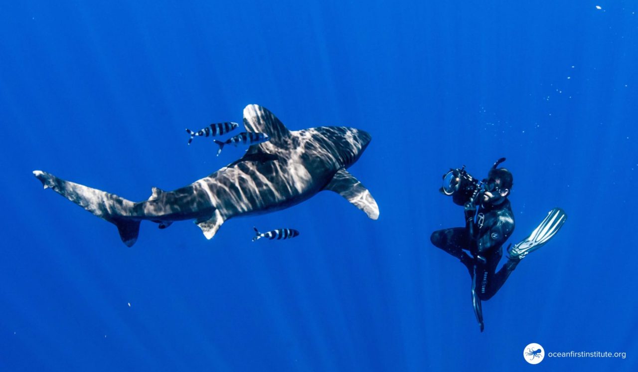 Creature Feature: Oceanic Whitetip Shark | Ocean First Institute