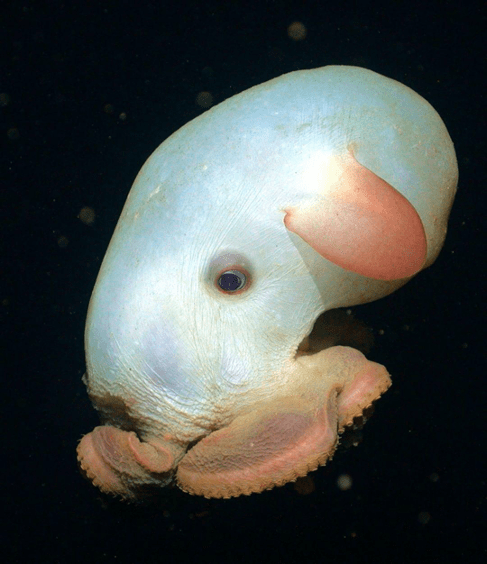 dumbo octopus eggs