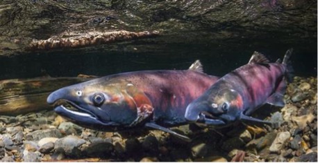 Sea Wonder: Coho Salmon  National Marine Sanctuary Foundation