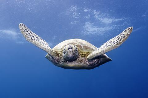 Sea Turtle Ecology