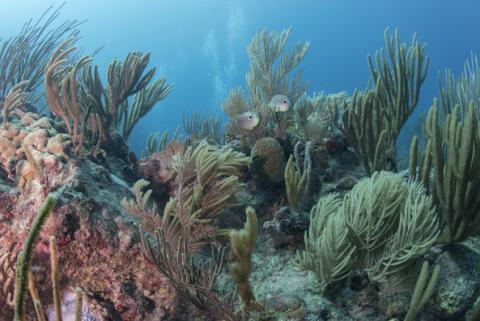 The Natural History of Caribbean Coral