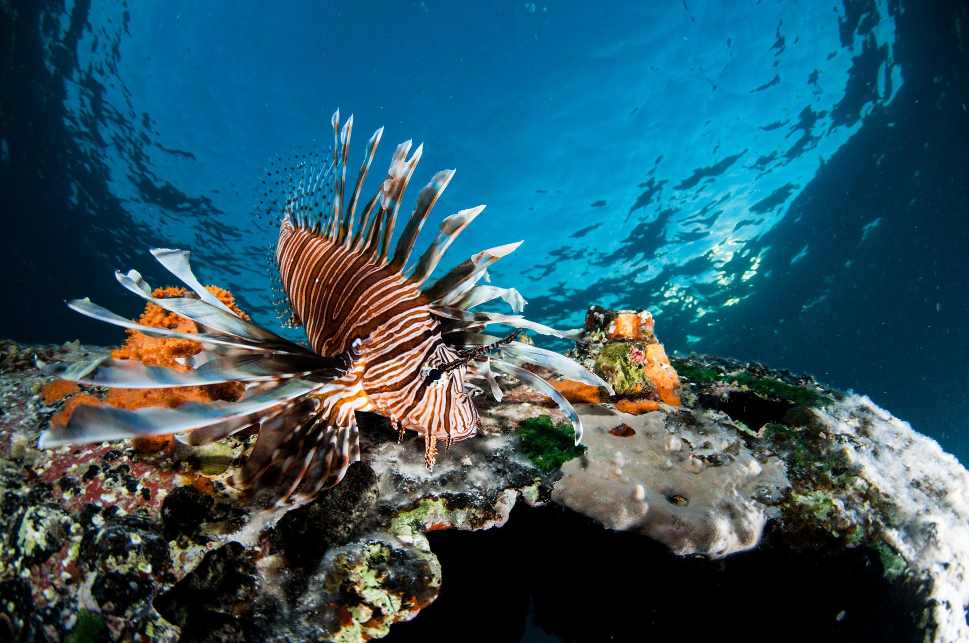 Lionfish Invasion