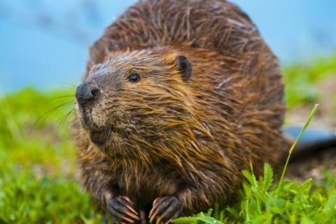 Beaver Ecology