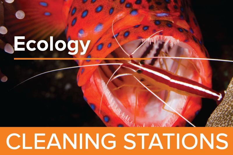 Cleaning Stations