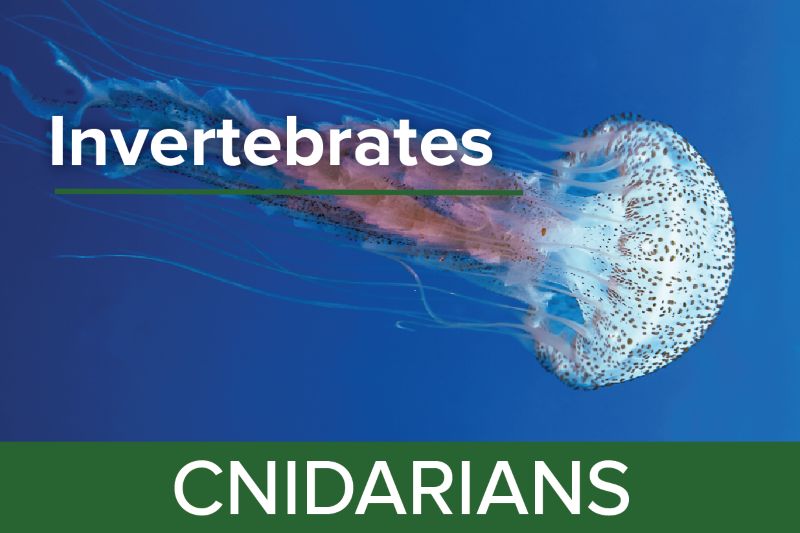 Cnidarians