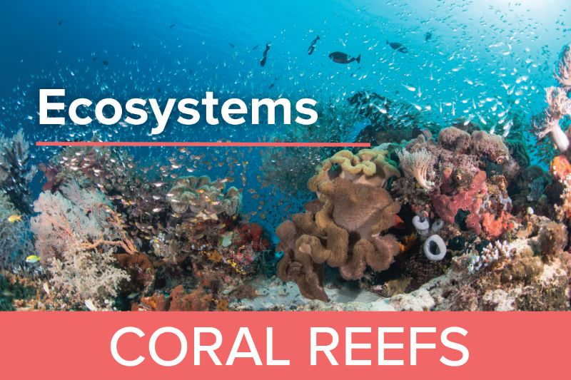 Coral Reefs