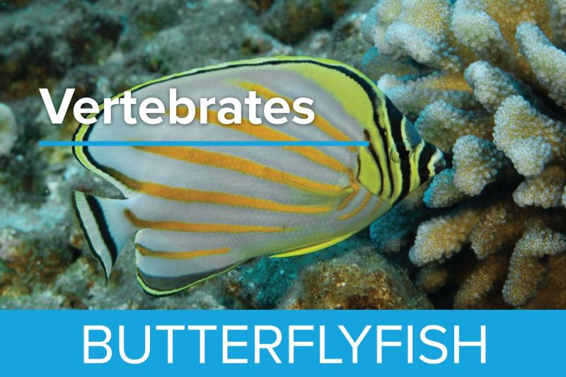 Butterflyfish