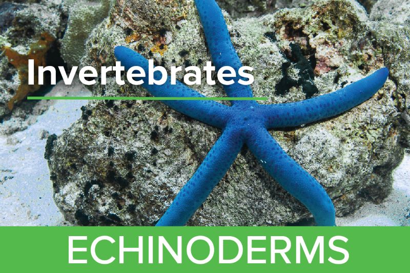 Echinoderms