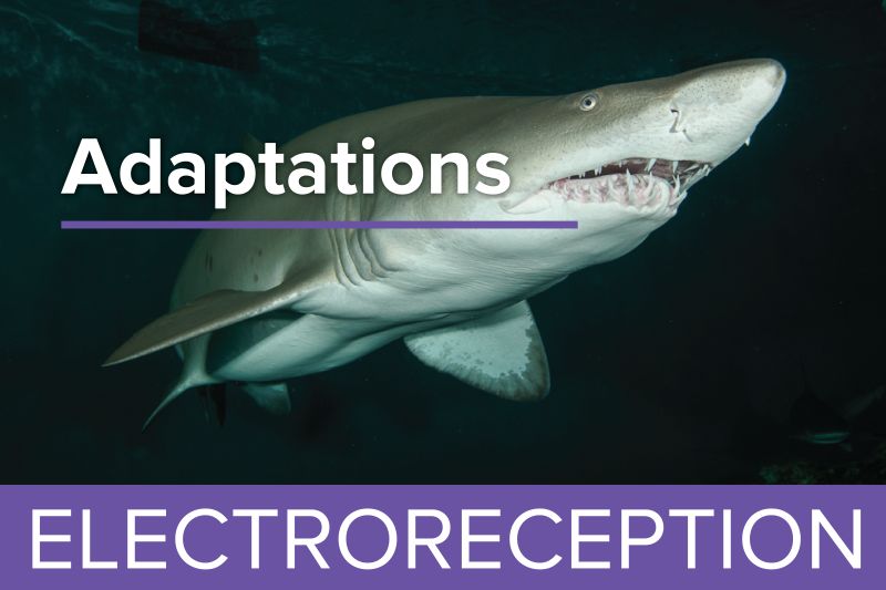 Electroreception