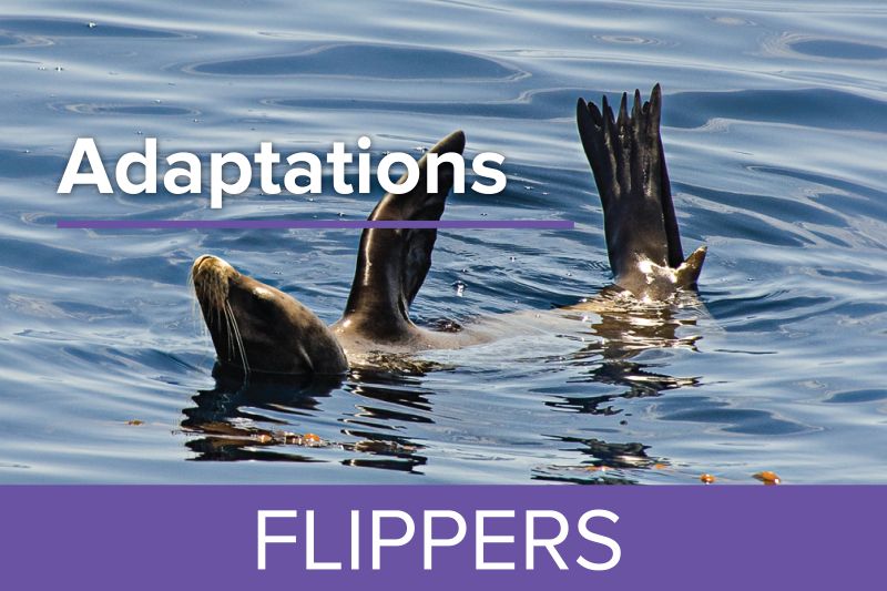 Flippers