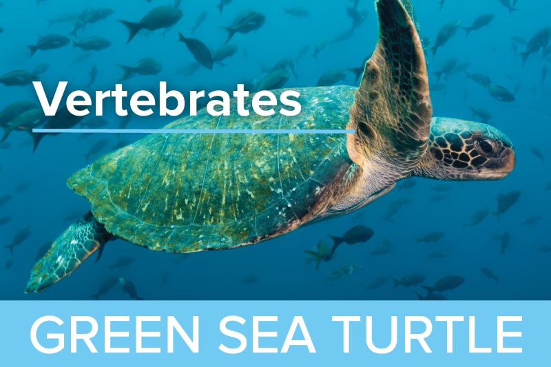 Green Sea Turtles